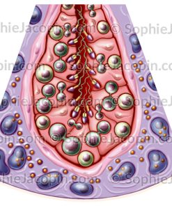 FABRICATION DES SPERMATOZOÏDES