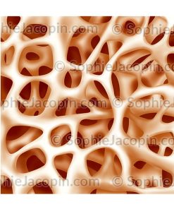 STRUCTURE OSSEUSE