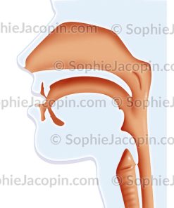 RHINOPHARYNX