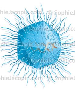 MIMIVIRUS