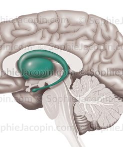 STRIATUM CERVEAU